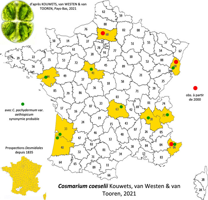 Cosmarium coeselii Kouwets, Van Westen et Van Tooren #83892