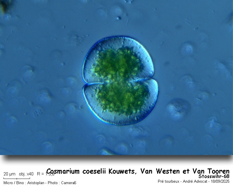 Cosmarium coeselii Kouwets, Van Westen et Van Tooren #83683