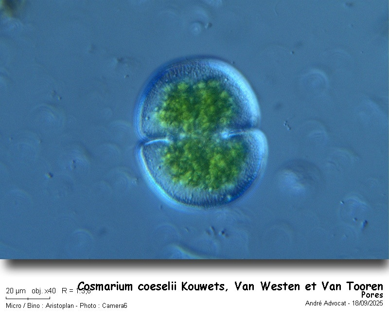 Cosmarium coeselii Kouwets, Van Westen et Van Tooren #83684