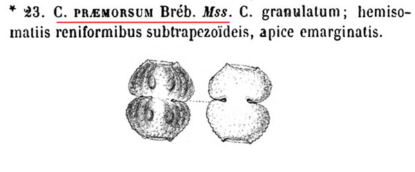Cosmarium confusopraemorsum #85989