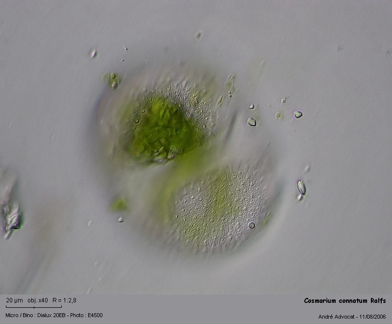 Cosmarium connatum Ralfs #4423