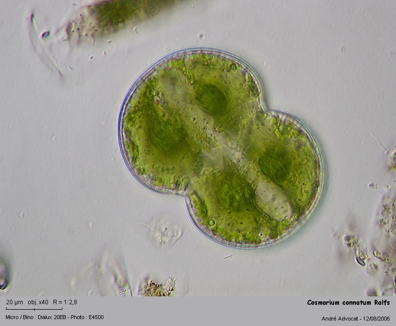 Cosmarium connatum Ralfs #4422