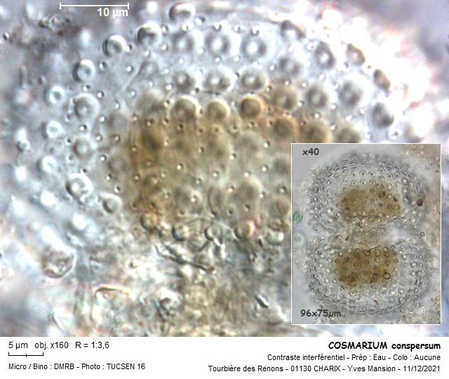 COSMARIUM conspersum Ralfs, 1848 #68882