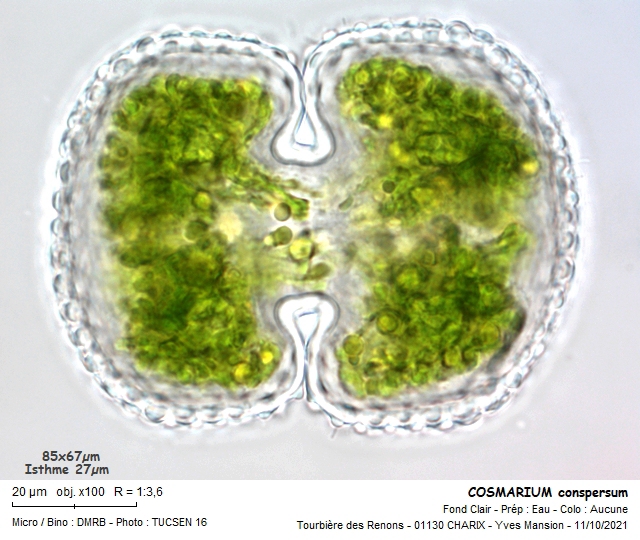COSMARIUM conspersum Ralfs, 1848 #68879
