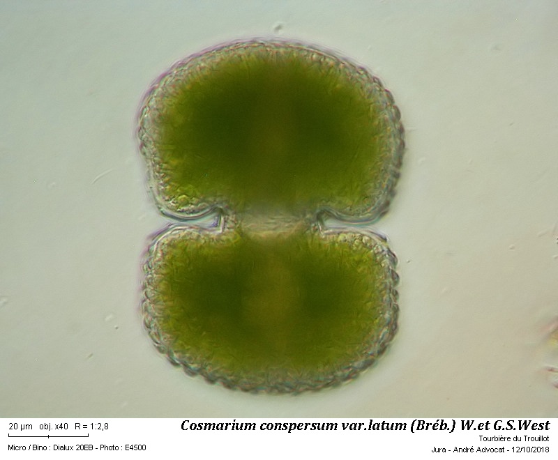 Cosmarium conspersum Ralfs var.latum (Bréb.) W. et G.S. West #56658