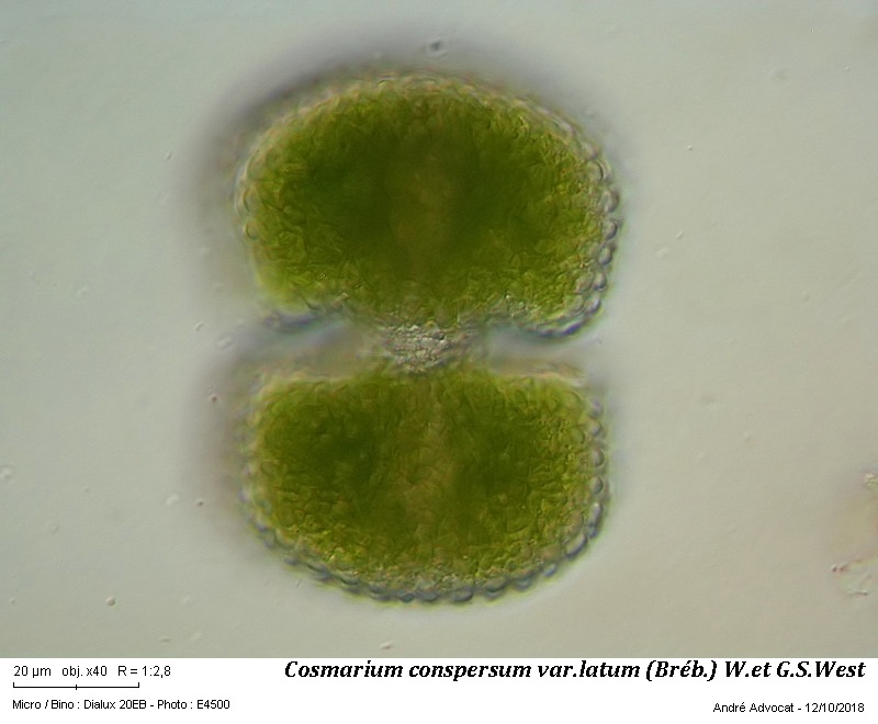 Cosmarium conspersum Ralfs var.latum (Bréb.) W. et G.S. West #56659