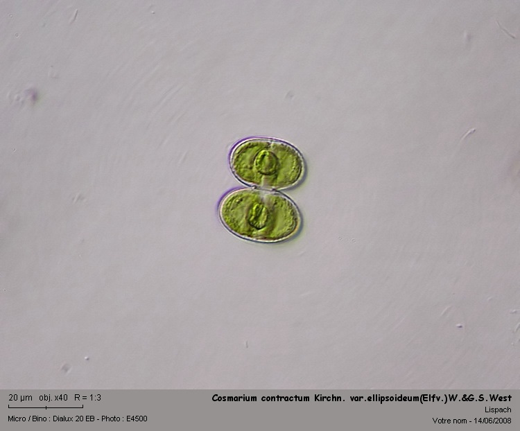 Cosmarium contractum Kirchn. var.ellipsoideum(Elfv.)W.&G.S.W #4390