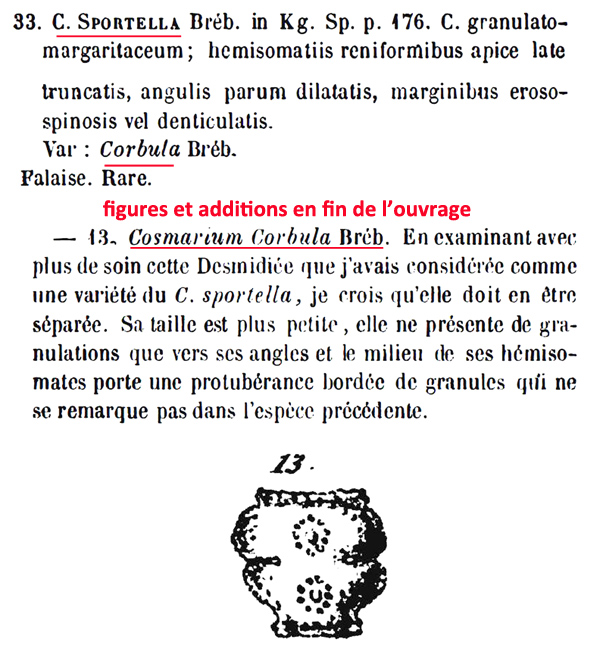 Cosmarium corbula Bréb. #81067