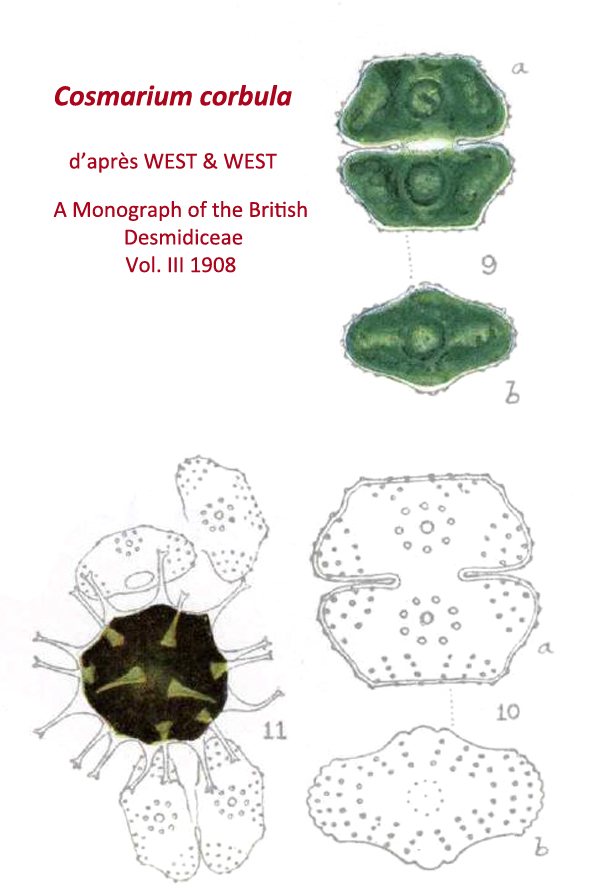 Cosmarium corbula Bréb. #81069