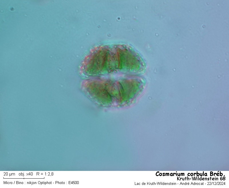 Cosmarium corbula Bréb. #81055