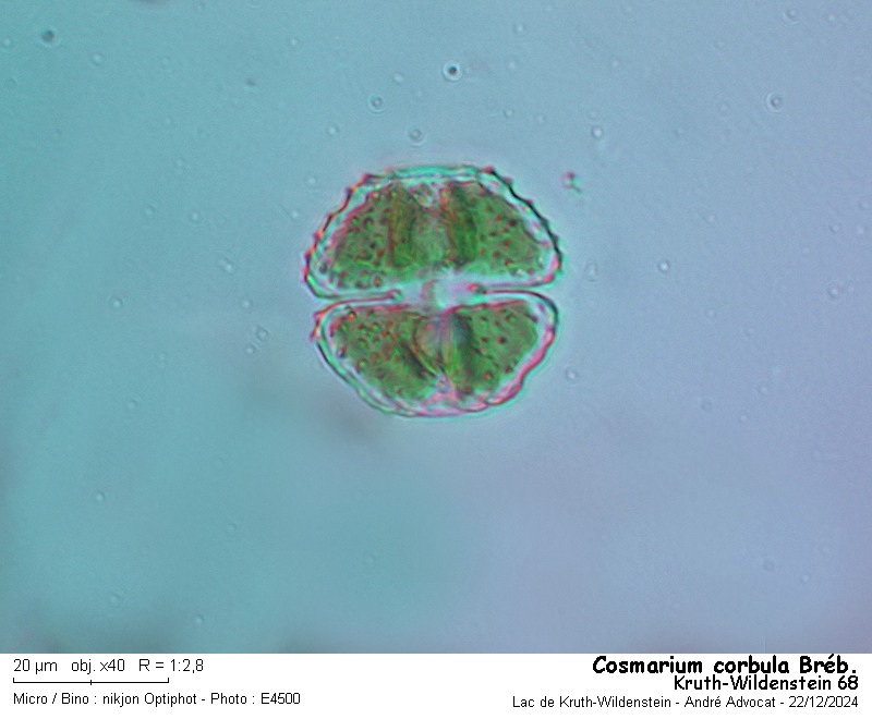 Cosmarium corbula Bréb. #81054
