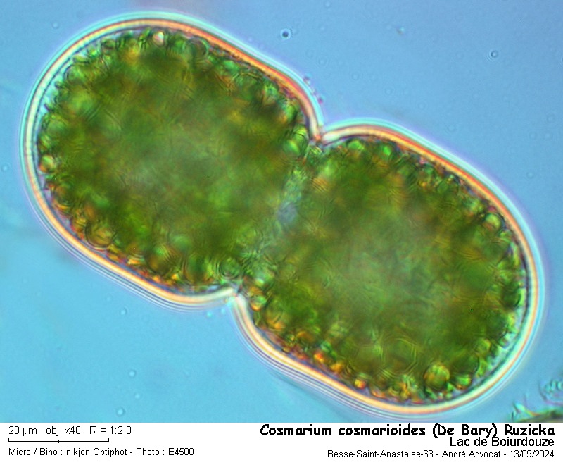 Cosmarium cosmarioides (De Bary) Ruzicka #80133