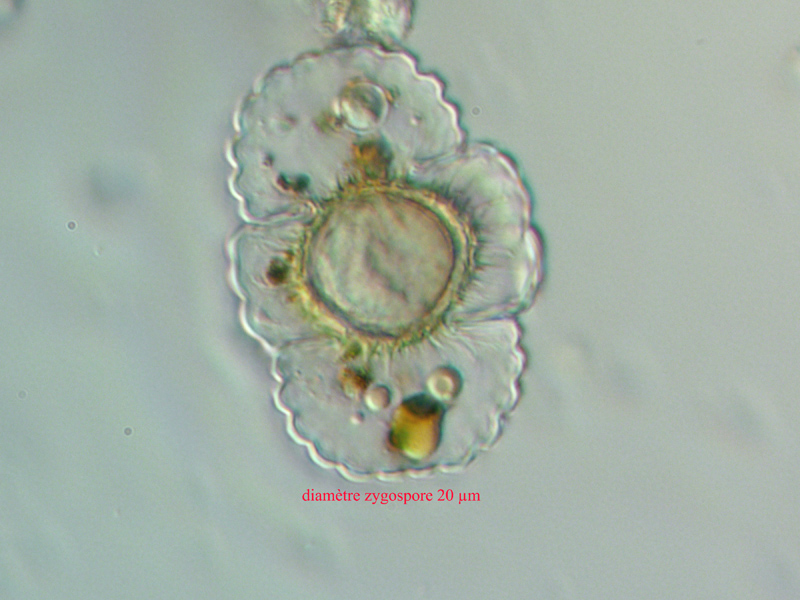 Cosmarium crenatum Ralfs ex Ralfs, 1848 #58888