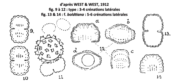 Cosmarium crenatum Ralfs ex Ralfs, 1848 #77823