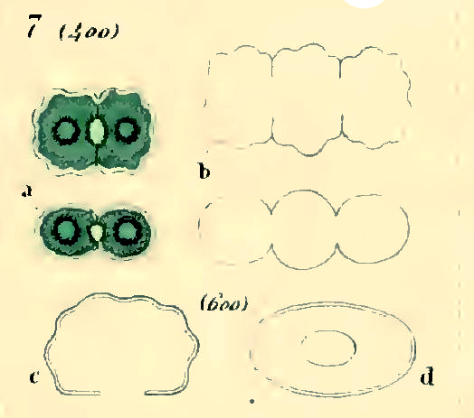 Cosmarium crenulatum Nägeli #76661