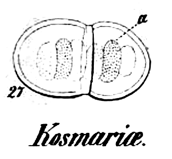 Cosmarium cucumis (Corda) ex Ralfs #78742