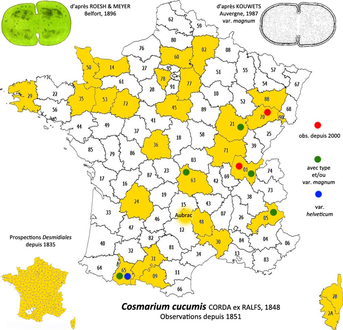 Cosmarium cucumis (Corda) ex Ralfs #78741