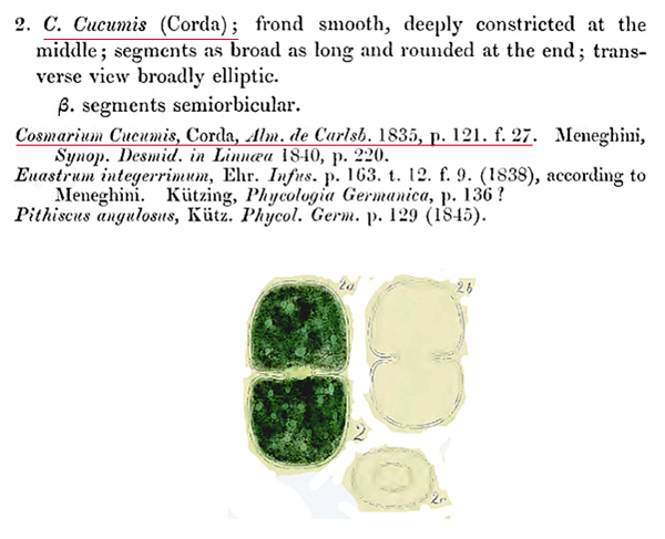 Cosmarium cucumis (Corda) ex Ralfs #78743