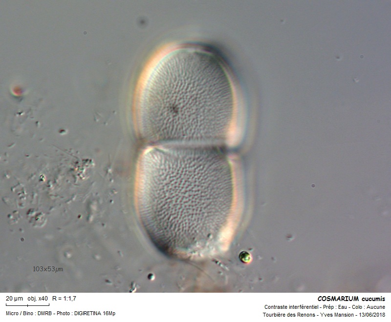 COSMARIUM cucumis #55807