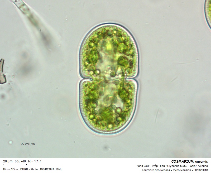 COSMARIUM cucumis #55806