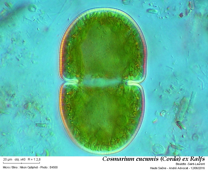 Cosmarium cucumis (Corda) ex Ralfs #45663