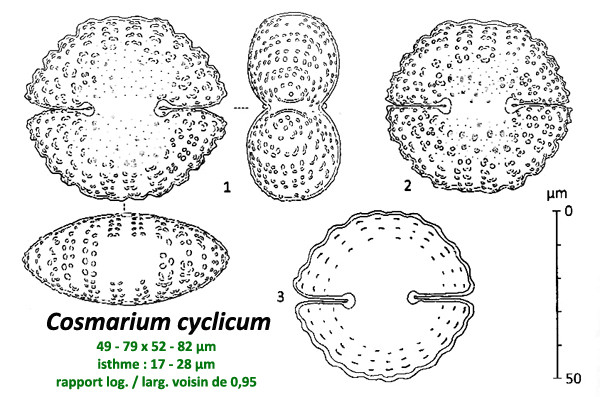 Cosmarium cyclicum P.M.Lundell #83318