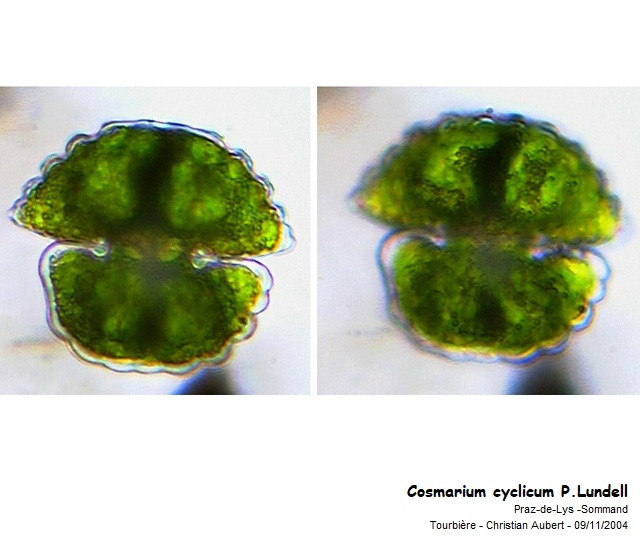 Cosmarium cyclicum P.M.Lundell #83279