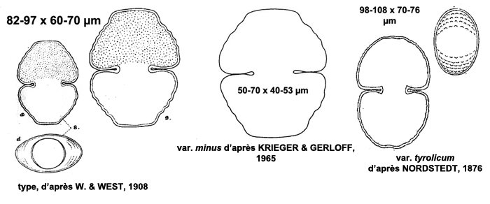 Cosmarium cymatopleurum Nordstedt 1872 #77497