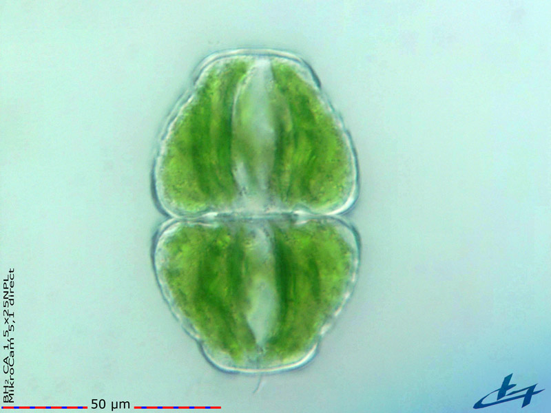 Cosmarium cymatopleurum Nordstedt 1872 #77437