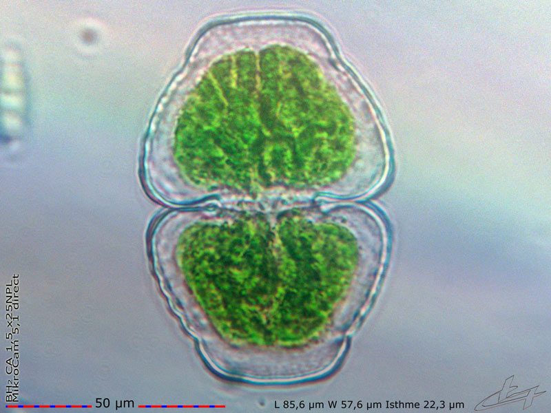 Cosmarium cymatopleurum Nordstedt 1872 #77436