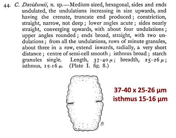 Cosmarium davidsonii #78410