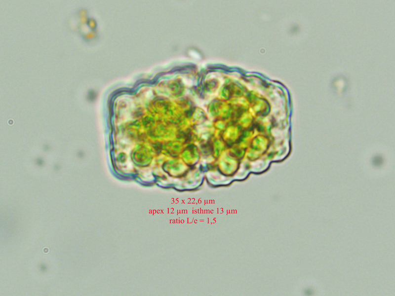 Cosmarium davidsonii #58798
