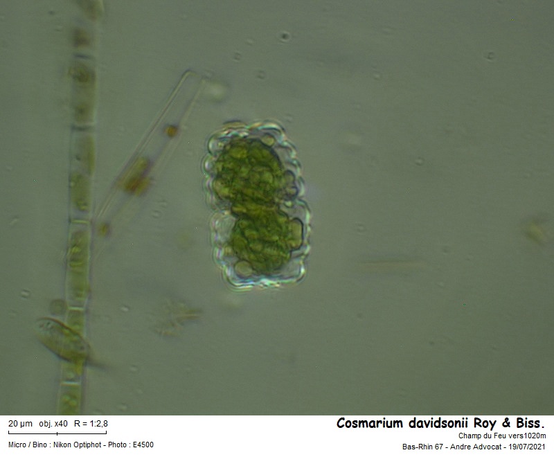 Cosmarium davidsonii Roy& Biss. #67395