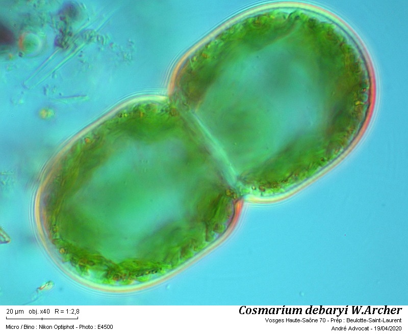 Cosmarium debaryi W. Archer #63042