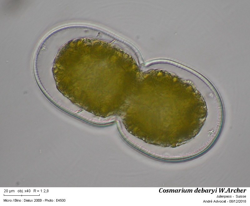 Cosmarium debaryi W. Archer #57047