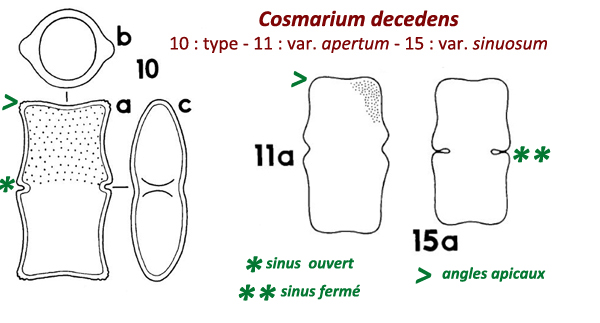 Cosmarium decedens (Reinsch) Raciborski 1889 #78312