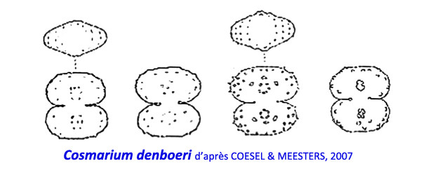 Cosmarium denboeri Meesters & Coesel #86224