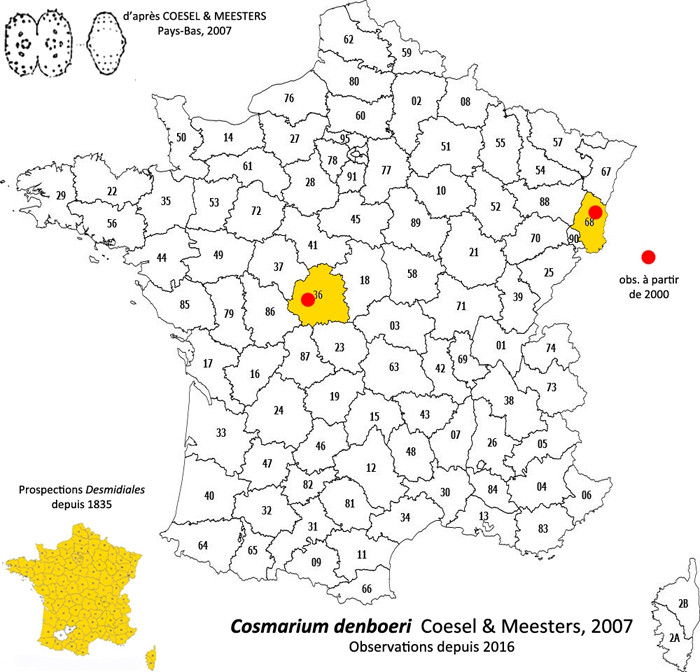Cosmarium denboeri Meesters & Coesel #86223