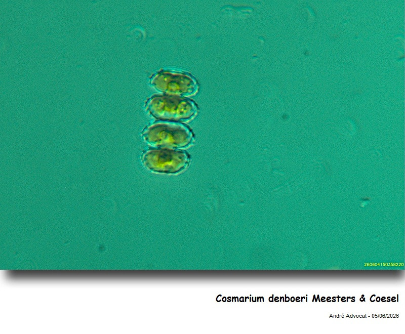 Cosmarium denboeri Meesters & Coesel #86188
