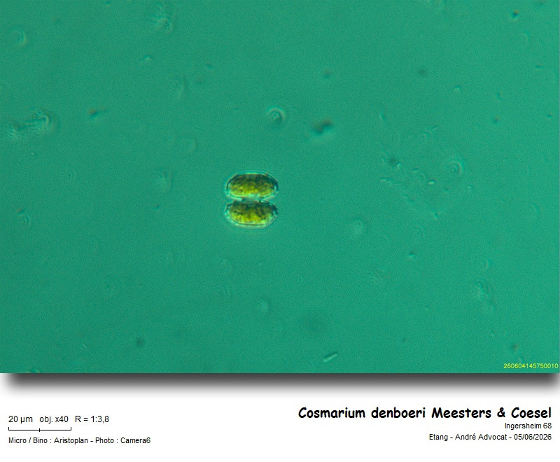 Cosmarium denboeri Meesters & Coesel #86186
