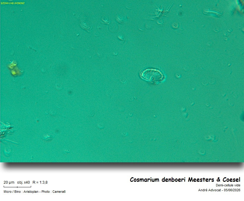Cosmarium denboeri Meesters & Coesel #86190