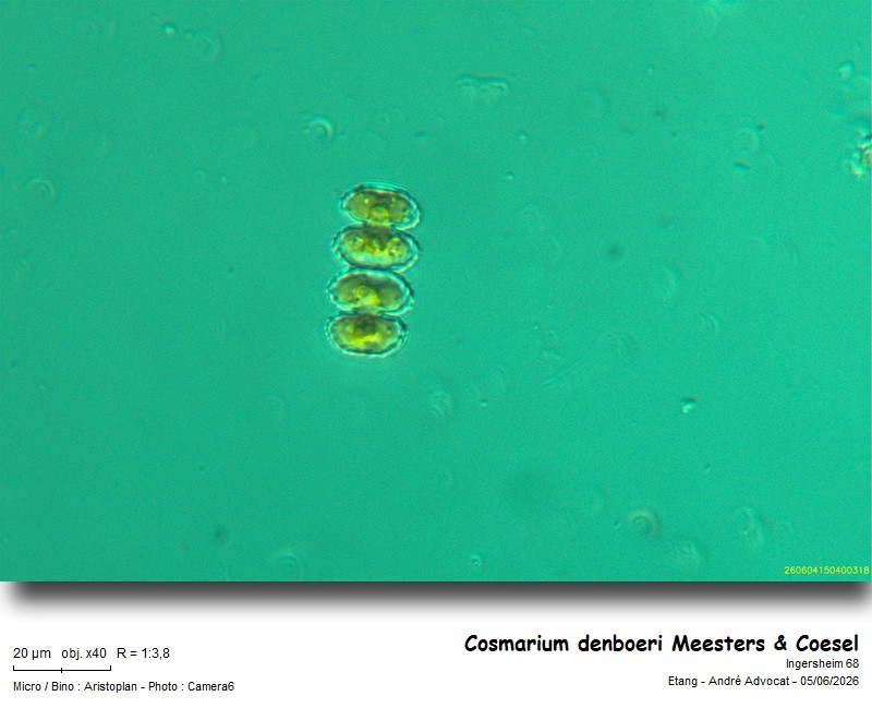 Cosmarium denboeri Meesters & Coesel #86187
