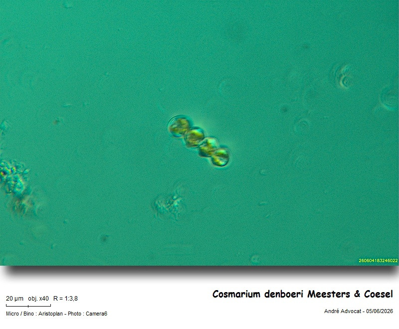 Cosmarium denboeri Meesters & Coesel #86191