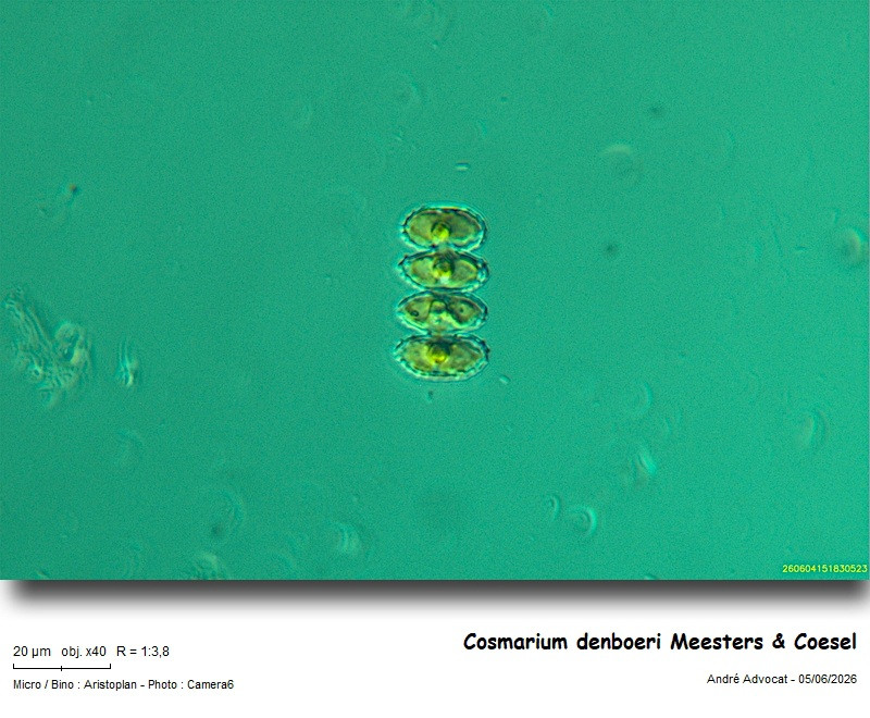 Cosmarium denboeri Meesters & Coesel #86189