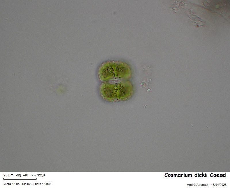Cosmarium dickii Coesel #82164