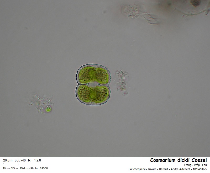 Cosmarium dickii Coesel #82163