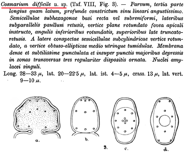 Cosmarium difficile Lütkemüller #80734