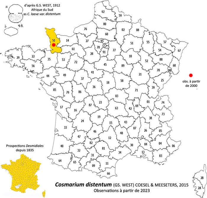 Cosmarium distentum #81412