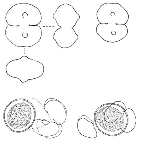 Cosmarium distentum #74731