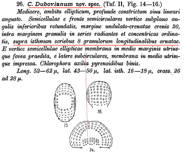 Cosmarium dubovianum #85908